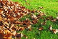 Autumn Leaves and Grass