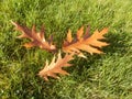 Autumn leaves in the grass. Royalty Free Stock Photo