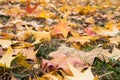 Autumn leaves on the grass. Background photo