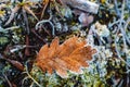 autumn leaves in ice . first frost Royalty Free Stock Photo