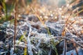 autumn leaves in ice . first frost Royalty Free Stock Photo