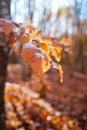 autumn leaves in ice . first frost Royalty Free Stock Photo