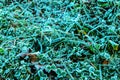 Autumn leaves grass in the snow. background Royalty Free Stock Photo