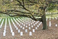 Autumn leaves and grave markers on Veteran's Day Royalty Free Stock Photo