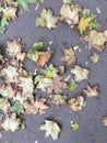 Autumn leaves on the gray asphalt. Natural abstraction. Autumn minimalistic wallpaper. Royalty Free Stock Photo