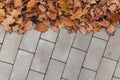 Autumn leaves on the gray pavement background Royalty Free Stock Photo