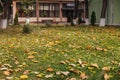 Autumn leaves on green grass between buildings