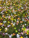 Autumn leaves on green grass