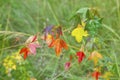 Autumn leaves in green grass