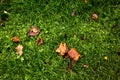 autumn leaves green grass top view background top view