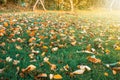 Autumn leaves on the green lawn in back garden. Royalty Free Stock Photo