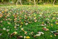 Autumn leaves on the green lawn in back garden. Royalty Free Stock Photo