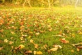 Autumn leaves on the green lawn in back garden. Royalty Free Stock Photo