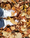Autumn leaves. Royalty Free Stock Photo