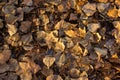 Autumn leaves on the ground