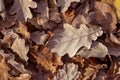 Autumn leaves on the ground Royalty Free Stock Photo