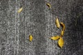 Autumn leaves on the ground for a background Royalty Free Stock Photo