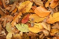 Autumn leaves on the ground in Bencroft Woods in Hertfordshire, UK. Royalty Free Stock Photo