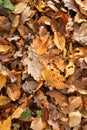 Autumn leaves on the ground in Bencroft Woods in Hertfordshire, UK. Royalty Free Stock Photo