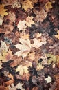 Autumn leaves on the ground, color toned nature background