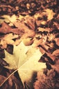 Autumn leaves on the ground, color toned nature background