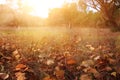 autumn leaves on the ground. fall wallpaper. toned image.