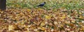 Autumn. Leaves on the ground. Falling leaves natural background. Multicoloured leaves are in the grass