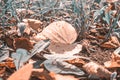 Autumn leaves on the ground in the autumn forest or park tint teal and orange Royalty Free Stock Photo