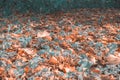 Autumn leaves on the ground in the autumn forest or park tint teal and orange Royalty Free Stock Photo