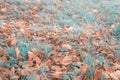 Autumn leaves on the ground in the autumn forest or park tint teal and orange Royalty Free Stock Photo