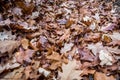 Autumn leaves on the ground - horizontal