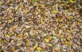 Autumn leaves ground texture Royalty Free Stock Photo
