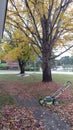 Autumn leaves on the ground w beautiful fall maple trees Royalty Free Stock Photo