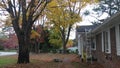 Autumn leaves on the ground w beautiful fall maple trees Royalty Free Stock Photo