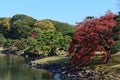 Autumn leaves in Hamarikyu Gardens, Tokyo Royalty Free Stock Photo