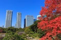Autumn leaves in Hamarikyu Gardens, Tokyo Royalty Free Stock Photo