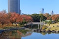 Autumn leaves in Hamarikyu Gardens, Tokyo Royalty Free Stock Photo