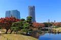 Autumn leaves in Hamarikyu Gardens, Tokyo Royalty Free Stock Photo