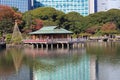 Autumn leaves in Hamarikyu Gardens, Tokyo Royalty Free Stock Photo