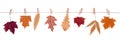 Autumn leaves hanging on clothespins on a rope isolated on white background, autumn banner, herbarium or leaves collection, natura Royalty Free Stock Photo