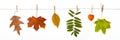 autumn leaves hanging on clothespins on a rope isolated on white background, Royalty Free Stock Photo