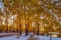 Autumn Leaves Hanging Over A Snowy Park Royalty Free Stock Photo