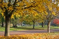 Autumn leaves have nice colors in the park Royalty Free Stock Photo