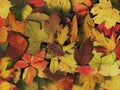 Autumn Leaves