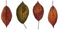 Autumn leaves - high resolution