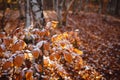 autumn leaves in ice . first frost Royalty Free Stock Photo