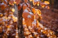 autumn leaves in ice . first frost Royalty Free Stock Photo