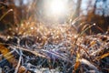 autumn leaves in ice . first frost Royalty Free Stock Photo