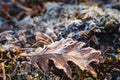 autumn leaves in ice . first frost Royalty Free Stock Photo