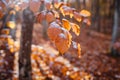 autumn leaves in ice . first frost Royalty Free Stock Photo